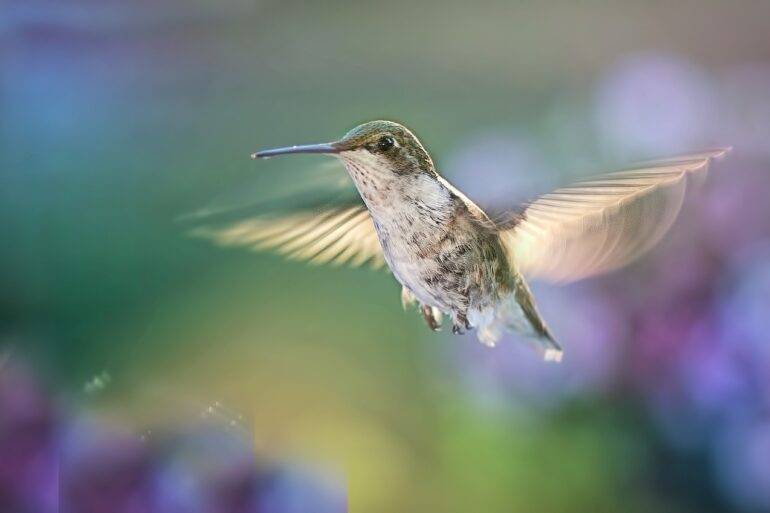 Hummingbird flying near purple flowers - 5 Deep Writing Prompts to Help You Visit Your Ancestors