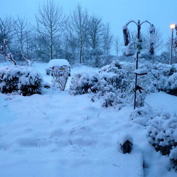 Snowy garden