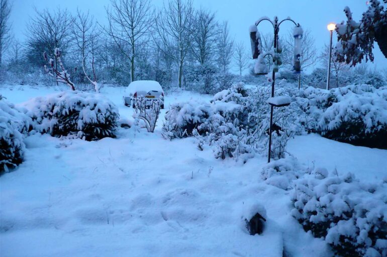 Snowy garden