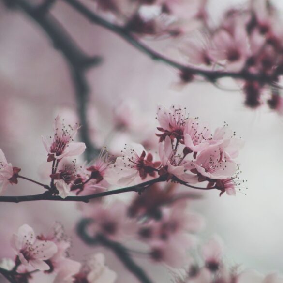hanami cherry blossoms closeup