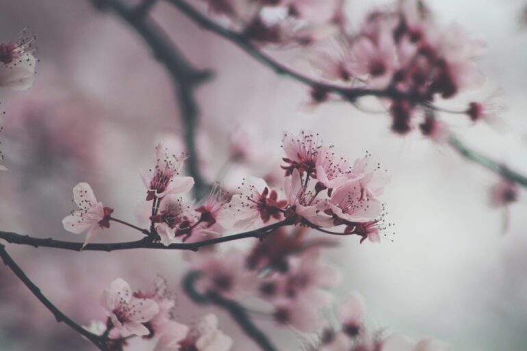 hanami cherry blossoms closeup