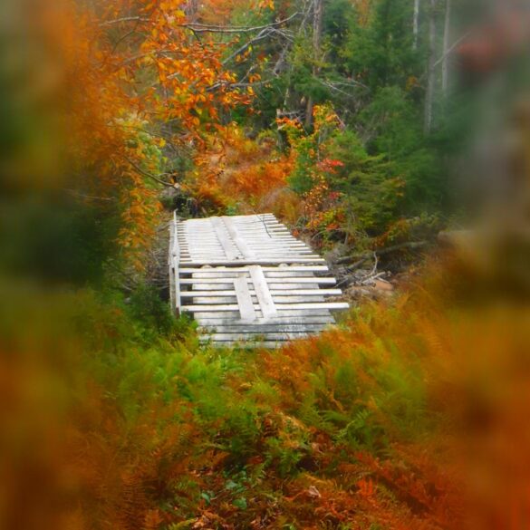 Pallet bridge through wooded area in autumn - 6 Bold Poems About Nature and Emotions, Including "Coltrane"