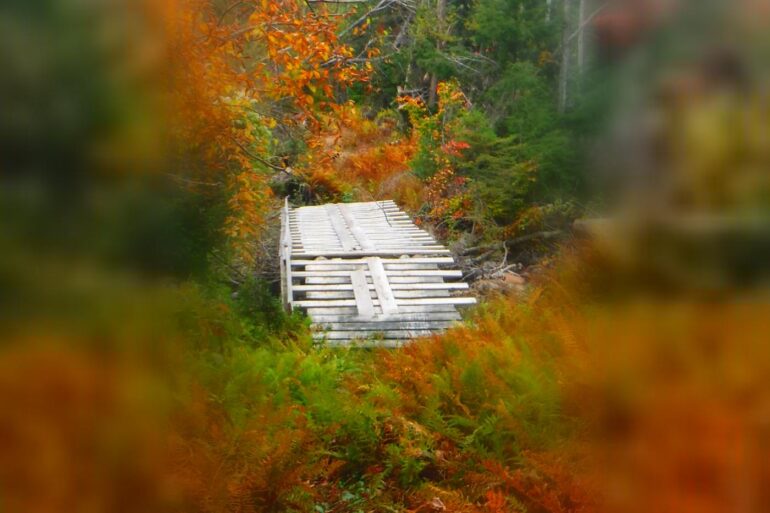 Pallet bridge through wooded area in autumn - 6 Bold Poems About Nature and Emotions, Including "Coltrane"