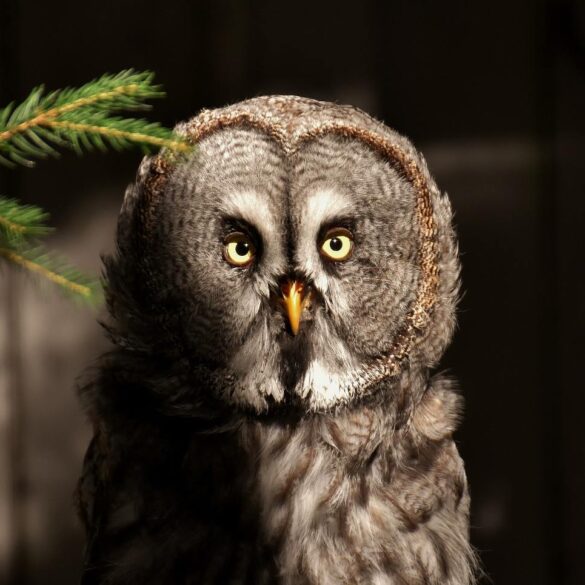 Owl outside wooden barn - 3 Powerful Heartfelt Poems, Including "Yellow Brick Road"