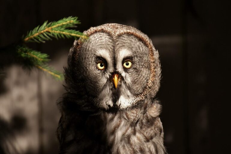 Owl outside wooden barn - 3 Powerful Heartfelt Poems, Including "Yellow Brick Road"