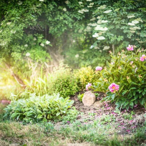 Garden with sun shining on it - Humanity and Nature Merge in a Rainbow Garden [Fiction]