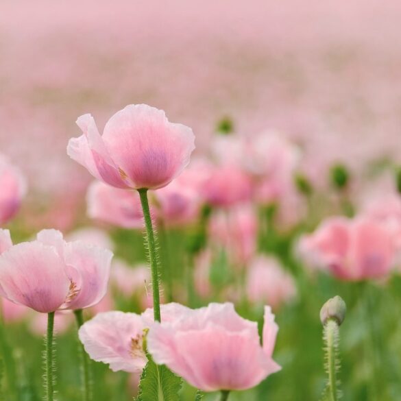 Pink poppies blossoming - 3 Short Yet Captivating Poems, Including ”Spinning Man”