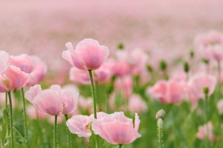 Pink poppies blossoming - 3 Short Yet Captivating Poems, Including ”Spinning Man”