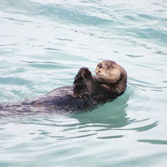 Otter swimming on its back - "Metaphorically Speaking" and 3 More Poems That Honour Words