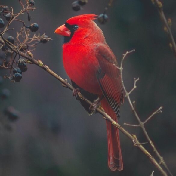 Red cardinal in a tree with berries on it - INEFFABLE: A visitation from a great spirit I'd never forget