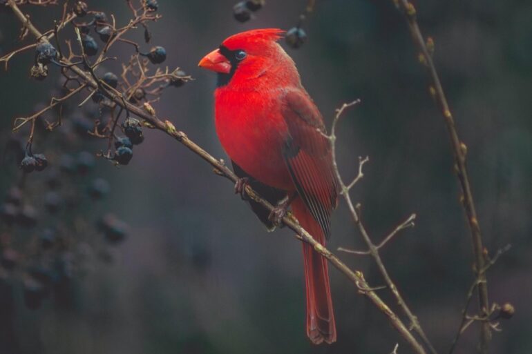 Red cardinal in a tree with berries on it - INEFFABLE: A visitation from a great spirit I'd never forget