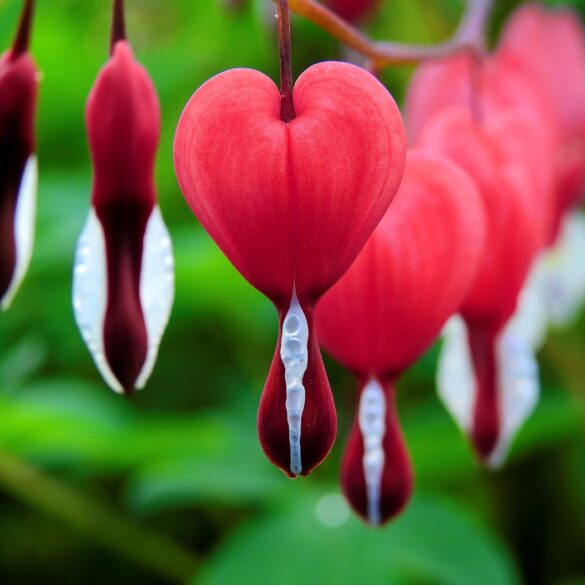 Bleeding heart flowers - Types of Love: What I’ve Learned From 3 Important Exes
