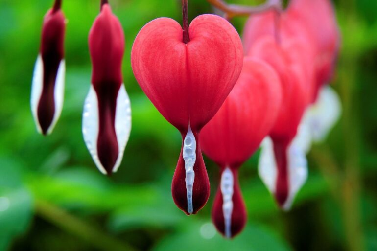 Bleeding heart flowers - Types of Love: What I’ve Learned From 3 Important Exes