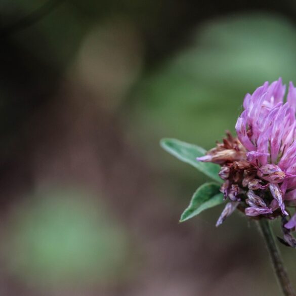 Lone wildflower growing outdoors - Thoughts on the Act of Attention Inspired by John Muir Laws
