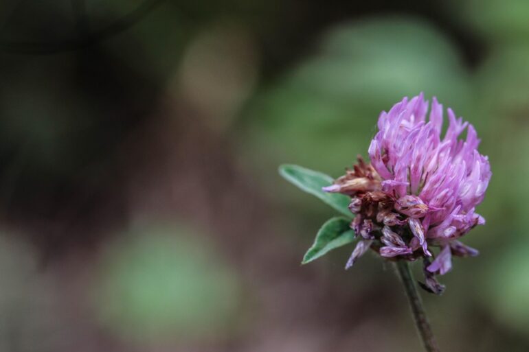 Lone wildflower growing outdoors - Thoughts on the Act of Attention Inspired by John Muir Laws