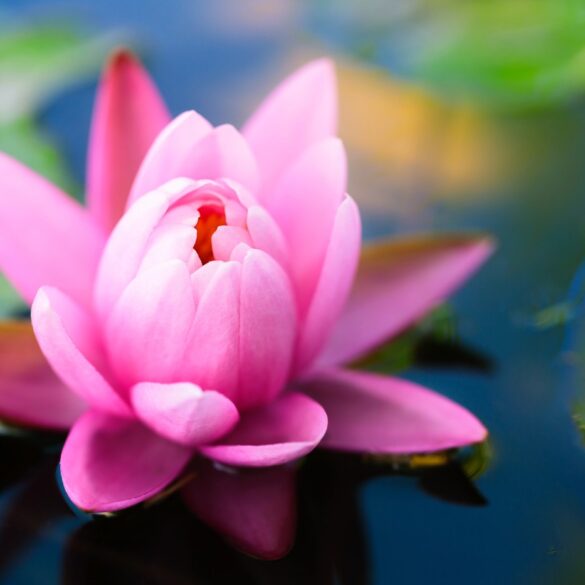 Attractive bright pink lotus flower in water