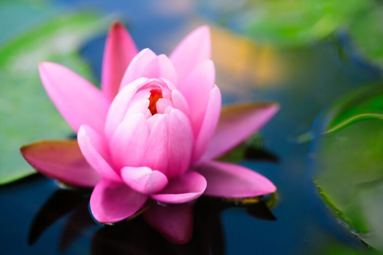 Attractive bright pink lotus flower in water
