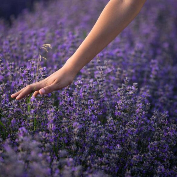 Woman's hand touching lavender flowers outdoors - Magical Gardening and Parenting: It’s All About Love
