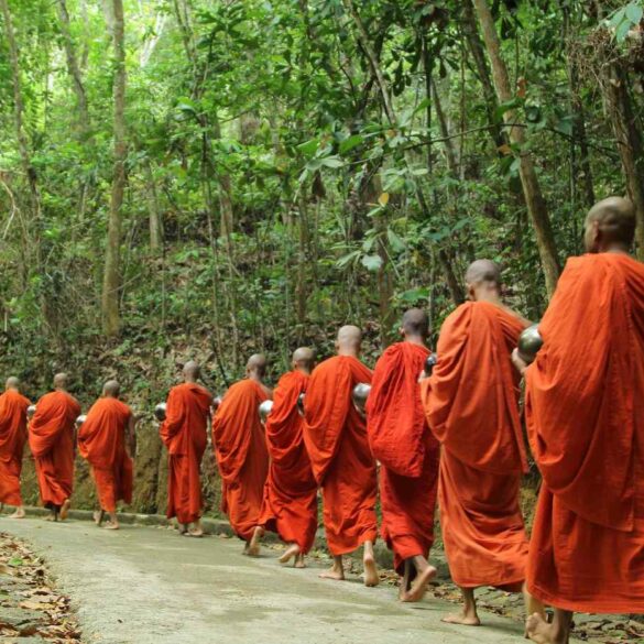 Group of Buddhist monks walking down path through trees - Finding Inner Peace With 20 Brave Buddhist Monks