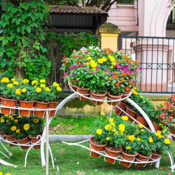 Plants in terra cotta pots displayed in garden
