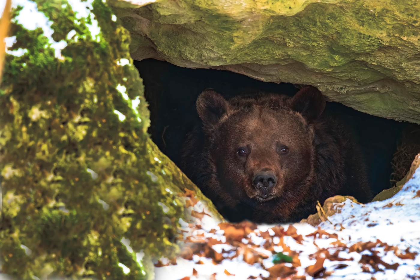 MINDFULNESS VS. ANXIETY: A therapist's perspective 15 Brown bear in den - Mindfulness Practice Is Worth It—Despite the Hidden Cost