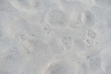 Bird footprints in snow - 4 Soothing Poems, Including ”Sacred Heart, Sacred Light”