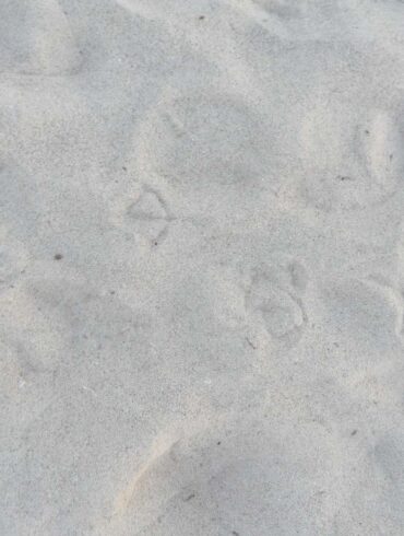 Bird footprints in snow - 4 Soothing Poems, Including ”Sacred Heart, Sacred Light”