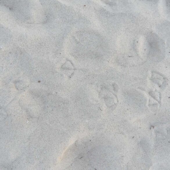 Bird footprints in snow - 4 Soothing Poems, Including ”Sacred Heart, Sacred Light”