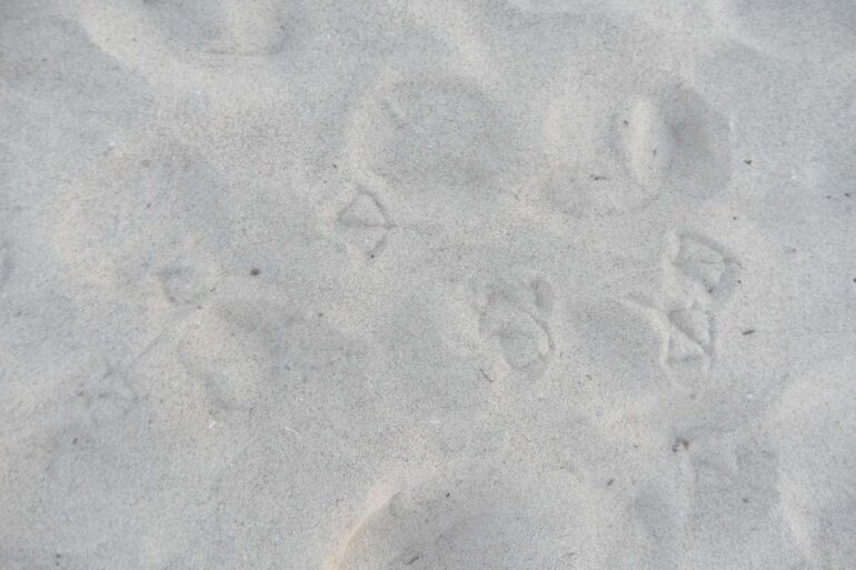 Bird footprints in snow - 4 Soothing Poems, Including ”Sacred Heart, Sacred Light”