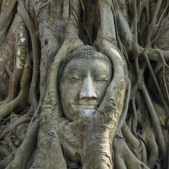 Buddha face carved into Bodhi tree - Awakened Buddhahood: The Ultimate State of Happiness