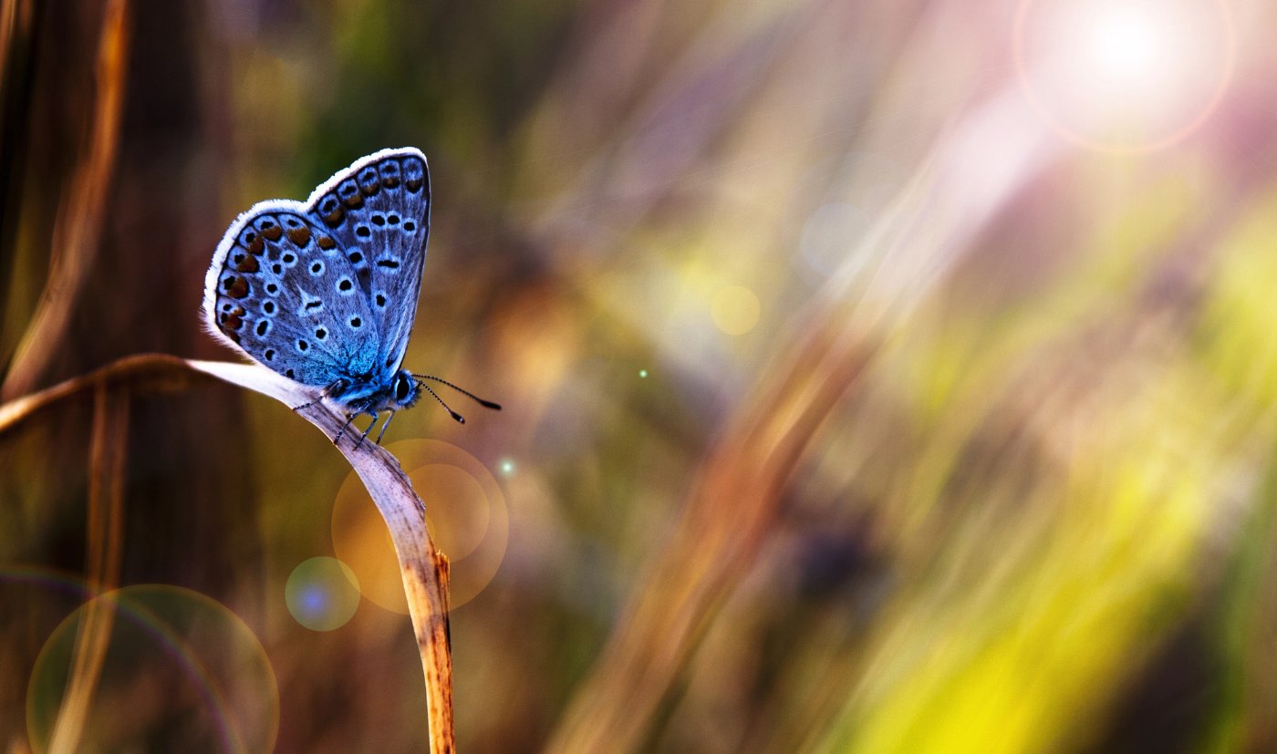 ENERGY MANAGEMENT: How to control the flow of your energy—even as a sensitive person 14 Butterfly on piece of grass with sun shining on it - Energy Gates: 3 Helpful Ways to Control What Passes Through