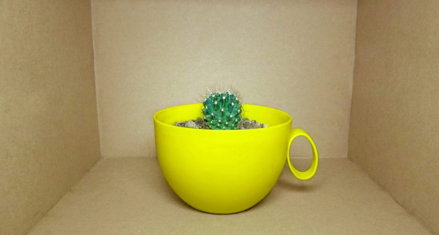 Cactus growing in yellow mug sitting in cardboard box - Living Like a Cactus in a Box: How I Finally Broke Free