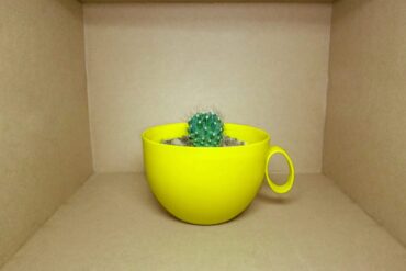 Cactus growing in yellow mug sitting in cardboard box - Living Like a Cactus in a Box: How I Finally Broke Free