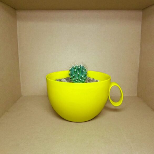 Cactus growing in yellow mug sitting in cardboard box - Living Like a Cactus in a Box: How I Finally Broke Free