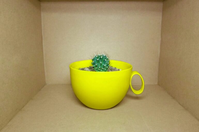 Cactus growing in yellow mug sitting in cardboard box - Living Like a Cactus in a Box: How I Finally Broke Free