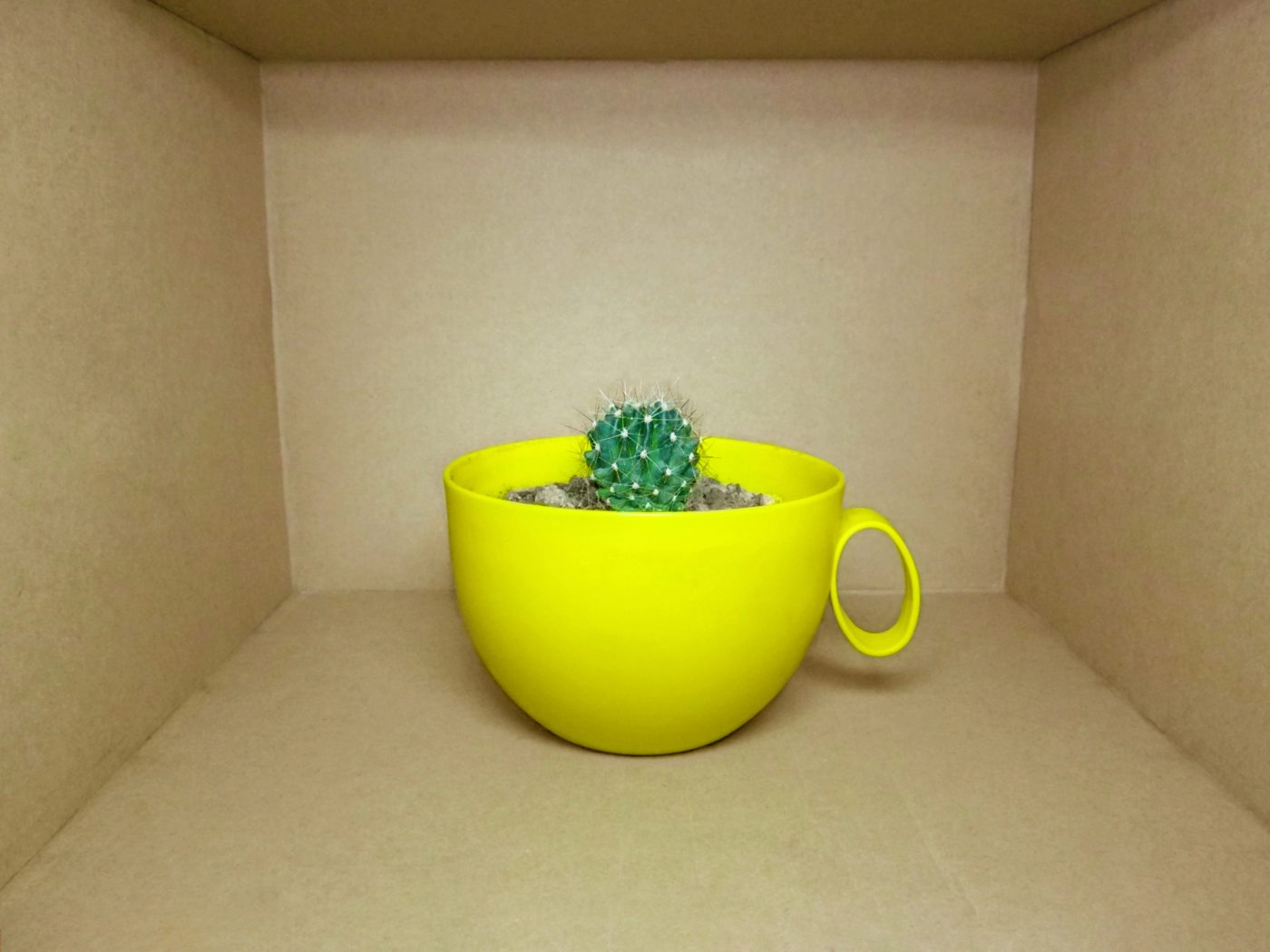 THE CACTUS IN THE BOX: When burnout is the cost of trying to fit in the wrong room 13 Cactus growing in yellow mug sitting in cardboard box - Living Like a Cactus in a Box: How I Finally Broke Free