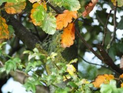 POEMS BY DHARA VIJAYAKUMAR: Herself, My Daily Walk and more 15 Gold and green leaves on tree - "My Daily Walk" and 4 More Authentic Poems About the World