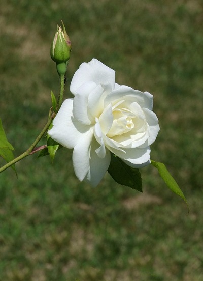 POEMS BY DHARA VIJAYAKUMAR: Herself, My Daily Walk and more 14 Single white rose against grass background - "My Daily Walk" and 4 More Authentic Poems About the World