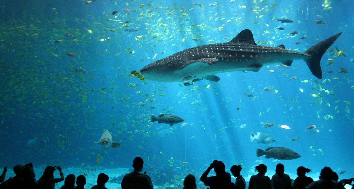 Humans watching male white shark at aquarium - Human Intelligence: Not the Only Legitimate Type?