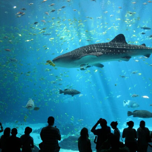 Humans watching male white shark at aquarium - Human Intelligence: Not the Only Legitimate Type?