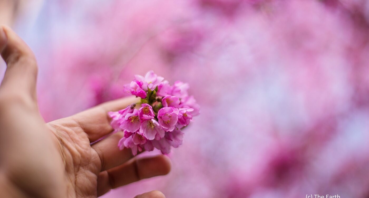 Hand holding out pretty pink flower - Gratitude and Mindfulness Skills: A Beautiful Pairing