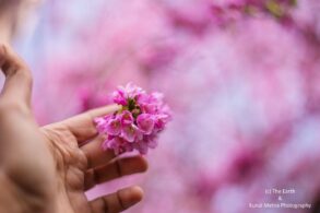 Hand holding out pretty pink flower - Gratitude and Mindfulness Skills: A Beautiful Pairing