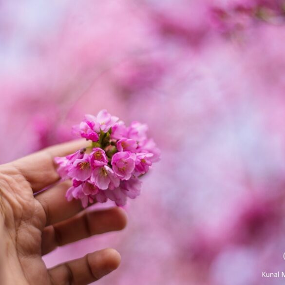 Hand holding out pretty pink flower - Gratitude and Mindfulness Skills: A Beautiful Pairing