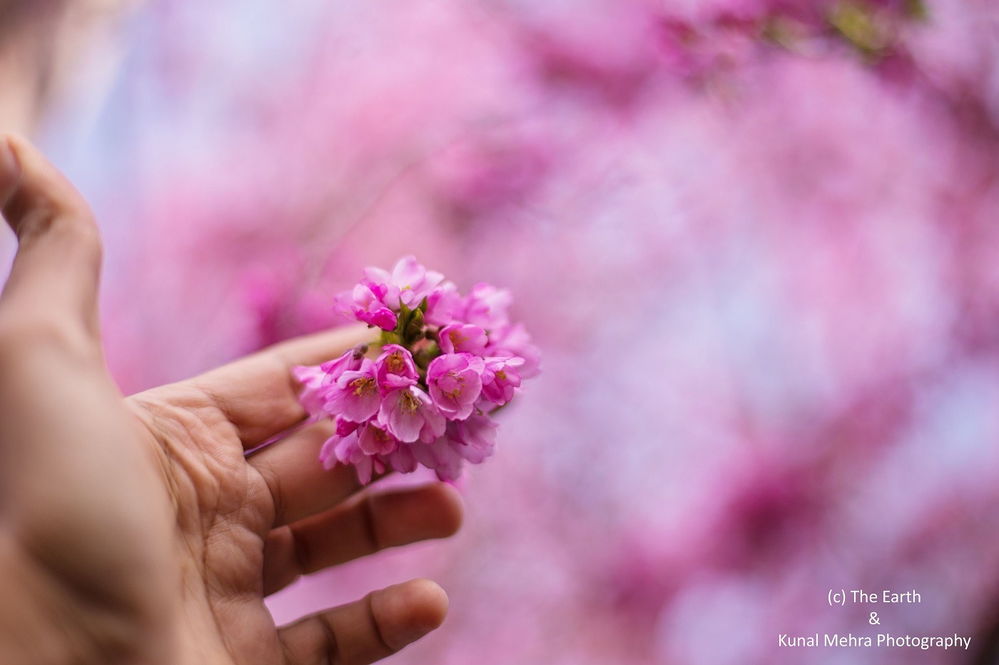 MEGA-GEM: How mindfulness and gratitude complement each other 13 Hand holding out pretty pink flower - Gratitude and Mindfulness Skills: A Beautiful Pairing
