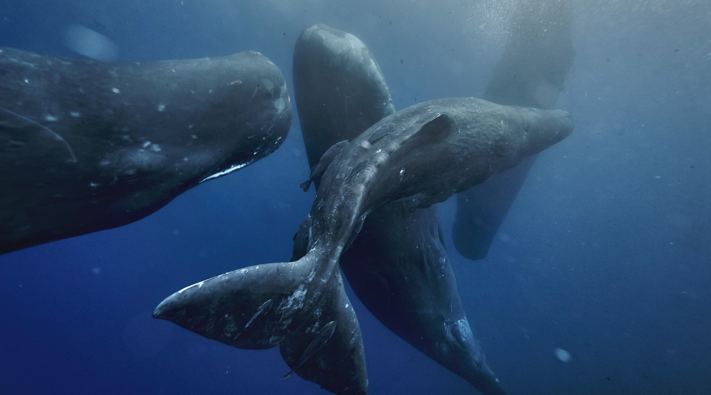 INTELLIGENCE: What if it isn't what we think it is? 15 Pod of sperm whales socializing - Human Intelligence: Not the Only Legitimate Type?
