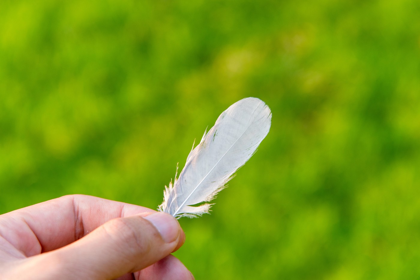 HOW TO INTERPRET A SYNCHRONICITY: What Jung's scarab story can teach us 14 Hand holding small white feather with grass in background - Interpreting Synchronicity: What Jung's Popular Tale Reveals
