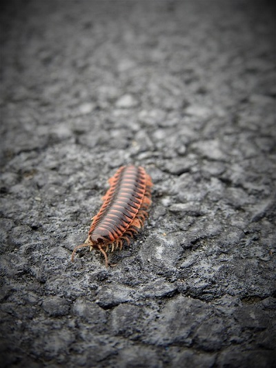POEMS BY DHARA VIJAYAKUMAR: A Little Moment That Loved Me Back, Lost in the Crowd and more 14 Centipede crawling along pavement - "Creepy Creatures" and 4 More New Poems About Life’s Seasons