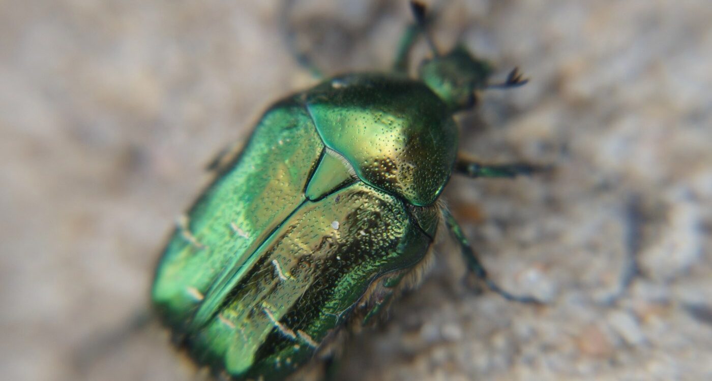 Beetle with green-gold colouring - Interpreting Synchronicity: What Jung's Popular Tale Reveals