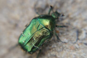 Beetle with green-gold colouring - Interpreting Synchronicity: What Jung's Popular Tale Reveals