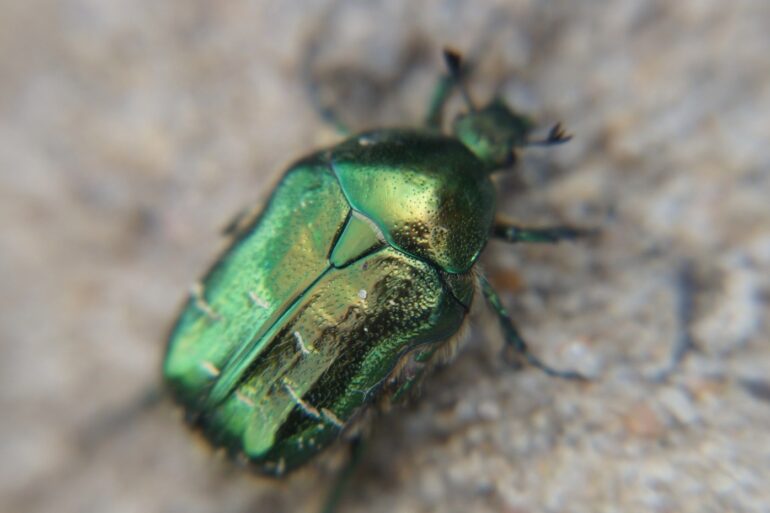 HOW TO INTERPRET A SYNCHRONICITY: What Jung's scarab story can teach us 13 Beetle with green-gold colouring - Interpreting Synchronicity: What Jung's Popular Tale Reveals